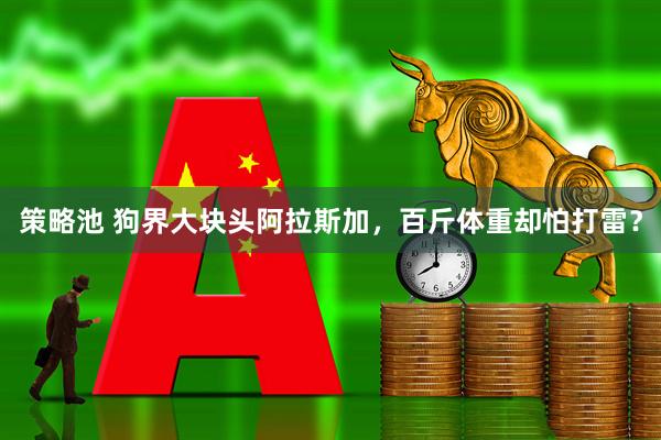 策略池 狗界大块头阿拉斯加，百斤体重却怕打雷？